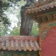 Roof tiles, forbidden city