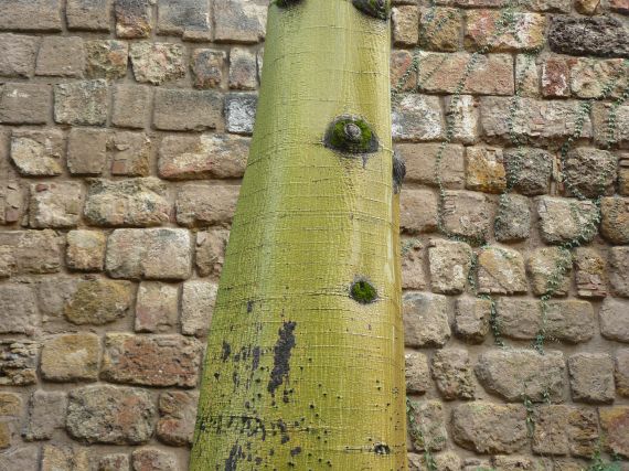 Wall with tree trunk