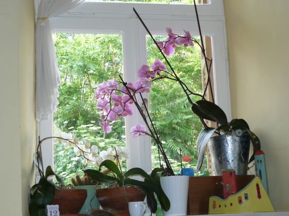 Window